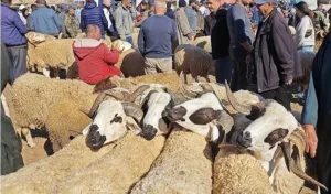 عاجل :   السلطات المحلية بأزغنغان تمنع تجار أضاحي العيد من دخول سوق الخميس الأسبوعي