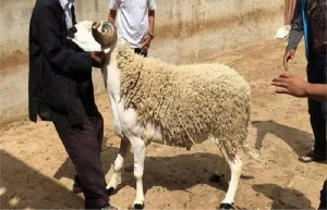 الملك يطلب عدم نحر الأضاحي ؟ المغاربة يقولون كلمتهم … والحولي يقفز إلى عنان الأسعار !