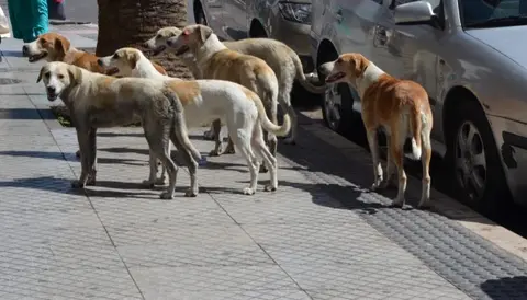 طنجة تشيد محجز حديث للكلاب بتكلفة مليار ونصف سنتيم