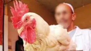الدجاج المغربي يحلق عاليا في سماء لهيب الأسعار بمناسبة عيد الأضحى