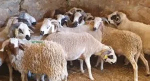 مراكش :    حجز شاحنة محملة بخراف معدّة للذبح يوم عيد الأضحى رغم قرار المنع