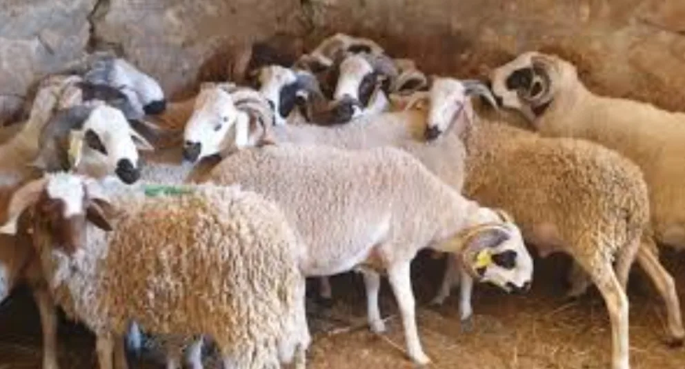 مراكش :    حجز شاحنة محملة بخراف معدّة للذبح يوم عيد الأضحى رغم قرار المنع