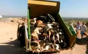 صحف دولية وجمعيات تتهم المغرب بإرتكاب «إبادة جماعية» أمام الفشل الحكومي في توفير الحلول في أفق مونديال 2030 ؟