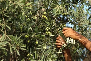 أزمة مياه السقي تهدد موسم الزيتون في بني موسى وبني عمير بإقليم الفقيه بن صالح