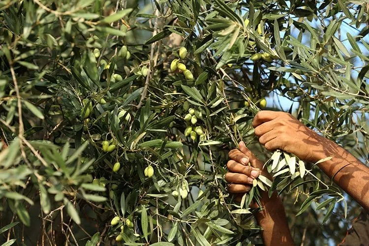 أزمة مياه السقي تهدد موسم الزيتون في بني موسى وبني عمير بإقليم الفقيه بن صالح
