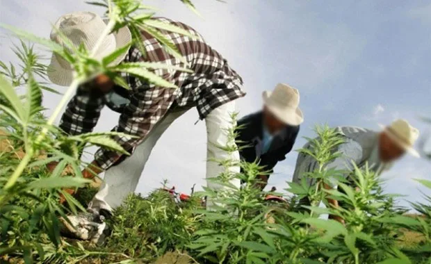 باب برد في الريف: من بؤرة زراعة الكيف غير القانونية إلى نموذج اقتصادي عالمي رائد