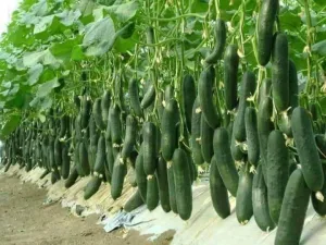 الخيار المغربي يسجل رقماً قياسياً جديداً ويعزز حضوره في الأسواق العالمية