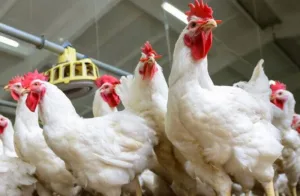 لهيب الأسعار يطال موائد المغاربة: الدواجن والخضر تحت رحمة السوق