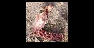 جماجم وهياكل عظمية  بواد أمليل .. المصلحة البيطرية الإقليمية لتازة توضح