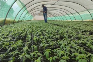 تعاونيات مرخص لها زراعة القنب الهندي تشتكي رفض منحها رخصة حفر بئر بجماعة بني بوفراح بإقليم الحسيمة لري حقولها