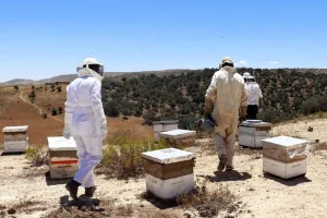 مربو النحل بالمغرب يلجأون للجبال لمواجهة الحرارة وتحسين جودة العسل
