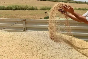 المغرب يواصل تعليق الدعم الحكومي على واردات القمح اللين وسط استقرار الأسعار العالمية