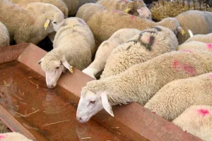 ذبح إناث المواشي يُثير الجدل مجددًا وسط مطالب بدعم عاجل للكسابة