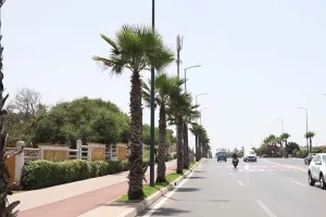 جدل حول غرس النخيل في شوارع المدن المغربية.. بين الواقع البيئي والاختيارات غير المناسبة