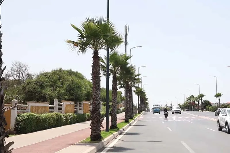جدل حول غرس النخيل في شوارع المدن المغربية.. بين الواقع البيئي والاختيارات غير المناسبة