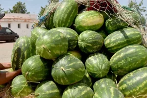 تراجع أسعار تصدير البطيخ الأحمر المغربي لأوروبا بسبب وفرة المعروض وعودة الجاليات