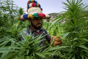 البرلماني محمد والزين يطالب الداخلية بكشف مصير حقوق المزارعين الصغار في مشروع تقنين القنب الهندي