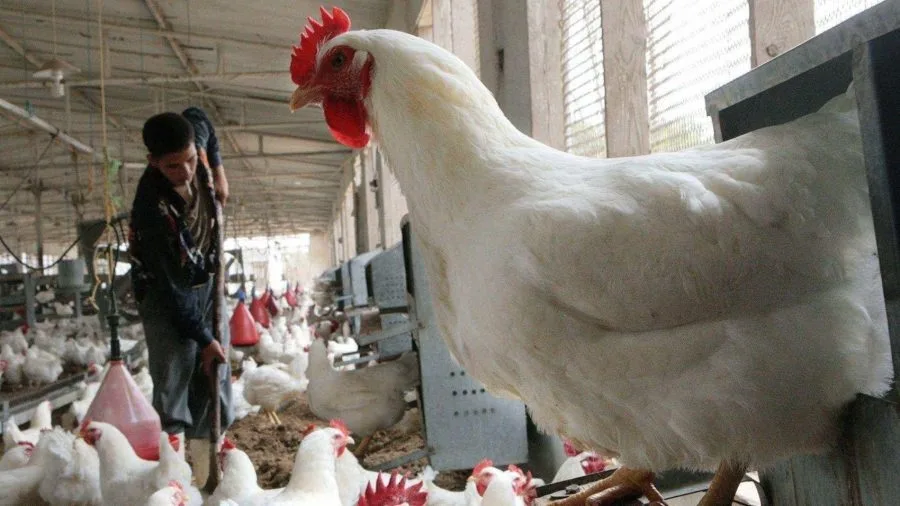غلاء الدجاج يصل البرلمان.. والوزير أمام مطالب بضبط السوق وحماية القدرة الشرائية