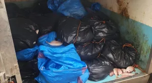 إحباط تهريب نحو طن من السمك عبر ميناء الداخلة
