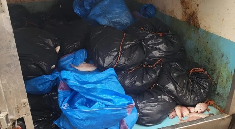 إحباط تهريب نحو طن من السمك عبر ميناء الداخلة