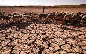 المغرب يواجه خطر الأمن الغذائي بسبب ندرة المياه