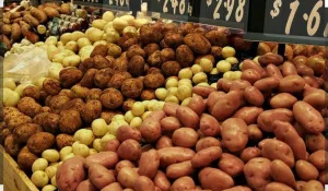 تعافي صادرات البطاطس المغربية بعد سنوات من التراجع