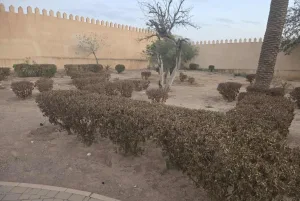 بسبب الإهمال … واحة سيدي يحيى بوجدة تتحول إلى صحراء قاحلة