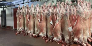 لهيب أسعار اللحوم الحمراء يستمر رغم إلغاء أضحية العيد