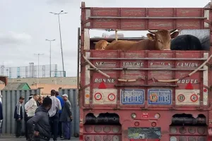 الحكومة تتجه نحو إعفاء جديد لاستيراد الأبقار وسط استمرار ارتفاع أسعار اللحوم