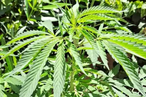 أول شحنة من “البلدية” نحو أستراليا… انطلاقة مغربية في سوق القنب الطبي