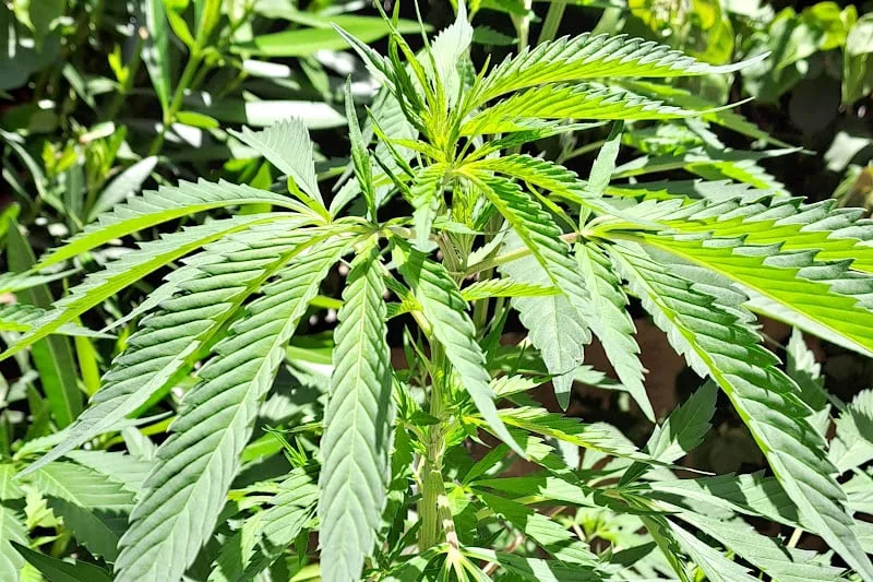 أول شحنة من “البلدية” نحو أستراليا… انطلاقة مغربية في سوق القنب الطبي