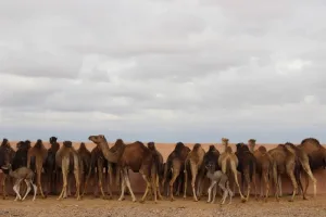 الإحصاء الرسمي للقطيع الوطني يُنهِي الجدل حول أعداد الإبل في الأقاليم الجنوبية