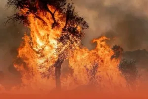 شفشاون: حرائق مهولة تلتهم غابة الدردارة..فرق الإطفاء مدعومة بعناصر من القوات المسلحة الملكية تكثف جهودها للسيطرة