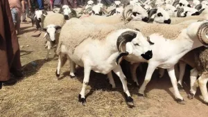 كسابة المغرب يستعدون لإطلاق جمعية جديدة لحماية السلالات البلدية الأصيلة