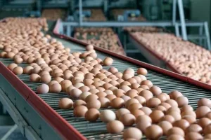 حماية المستهلك تطالب بكشف المستور في أزمة أسعار البيض