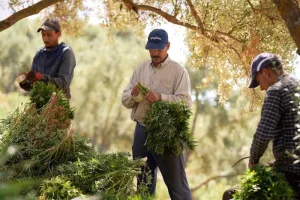 زراعة القنب الهندي المقنن بالمغرب تسجل قفزة قياسية في المساحات والإنتاج