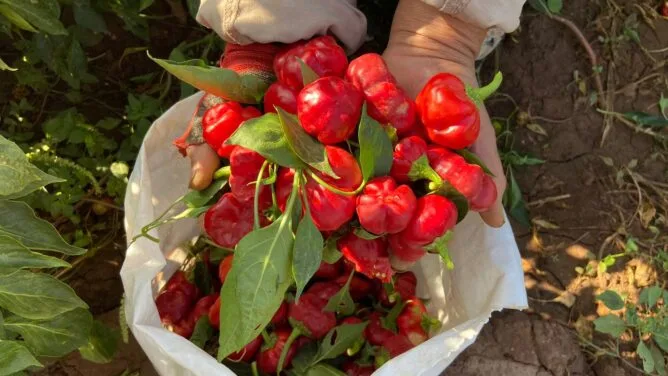 إيطاليا تسحب فلفل أحمر مغربي من الأسواق بعد تجاوز مستويات المبيدات المسموح بها