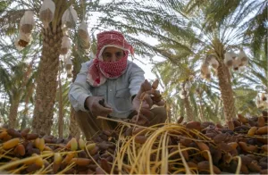 بدء موسم جني الثمور بالمغرب … وتوقعات بحصيلة جيدة هذه السنة !!