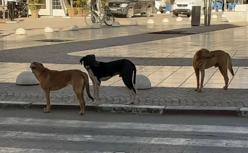 عددهم قد يضاهي عدد السكان … الكلاب الضالة تغزو شوارع وأزقة امزورن بإقليم الحسيمة