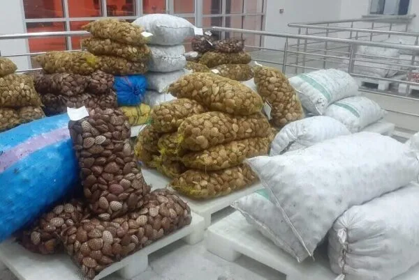 انتعاش استثنائي لصيد الصدفيات في الساحل المتوسطي للمغرب