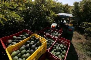 خسائر الأفوكادو تُشعل الجدل في المغرب وسط اتهامات بالتلاعب بالأرقام لرفع الأسعار