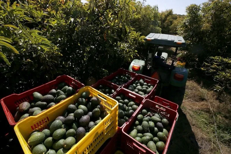 خسائر الأفوكادو تُشعل الجدل في المغرب وسط اتهامات بالتلاعب بالأرقام لرفع الأسعار