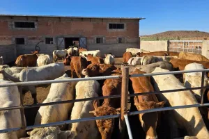 المغرب يستعد لاستقبال أكبر شحنة من الأبقار الموجهة للذبح
