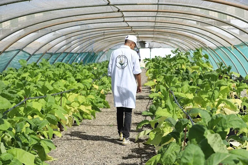 تاونات تعيد رسم ملامحها عبر تقنين زراعة القنب الهندي وتحويله إلى رافعة تنموية