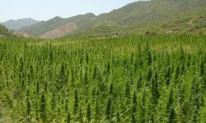 المغرب يحقق قفزة نوعية في زراعة القنب الهندي القانوني ويهيئه لسوق عالمي