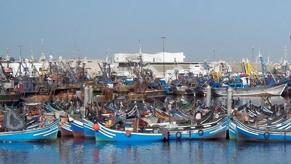 ارتفاع طفيف في مصطادات الصيد البحري بالسواحل المتوسطية للمغرب