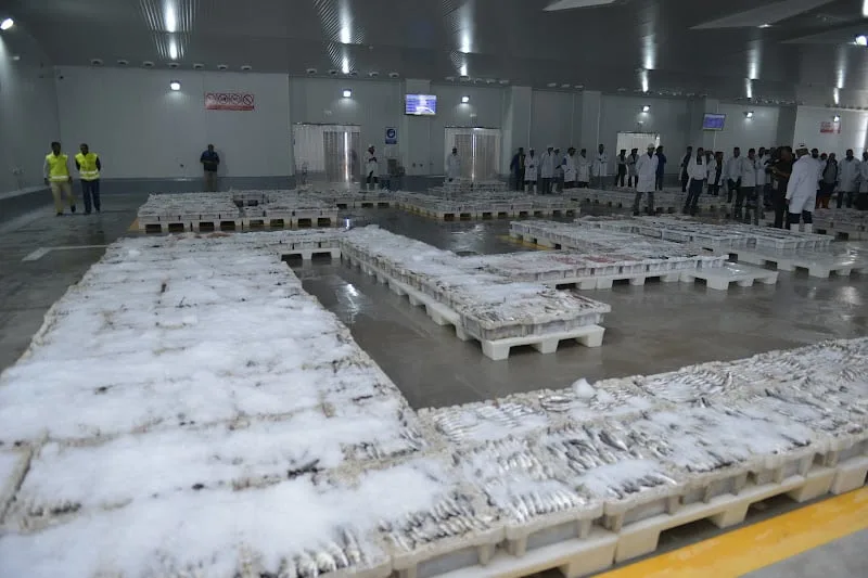 تجار السمك يطالبون بإنهاء نظام الصناديق الموحدة وضمان عدالة الولوج للثروة البحرية