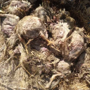 أزيد من 600 دجاجة نافقة مرمية على قارعة الطريق تثير غضب سكان عين بوعلي بمولاي يعقوب