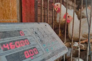 أزمة غلاء الدجاج مستمرة بعد الصيف… من ينهب جيوب المغاربة؟