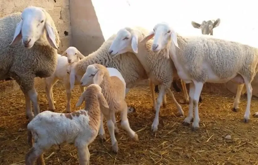 تخفيف قيود ذبح الأغنام والماعز يقتصر على الإناث الحوامل فقط